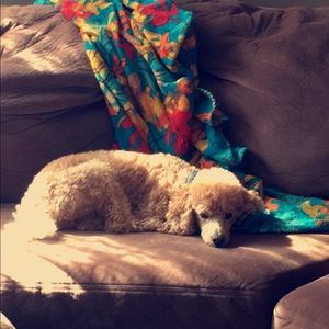 Meet your Posher, Emily